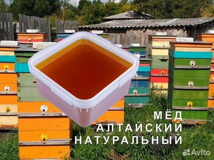 Мёд натуральный из Алтая опт