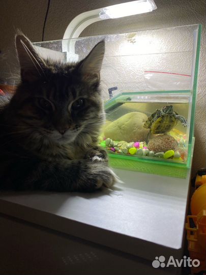 Аквариум для черепахи