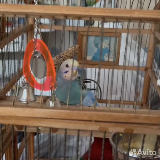 Волнистые попугаи с клеткой