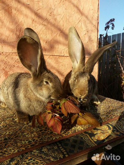 Кролики породы фландр