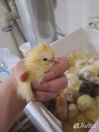 Цыплята несушки