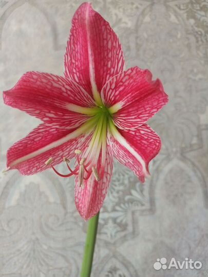 Гиппиаструм