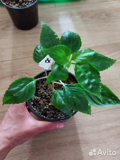 Бальзамин розенбудный (огонёк, мокрый Ванька)