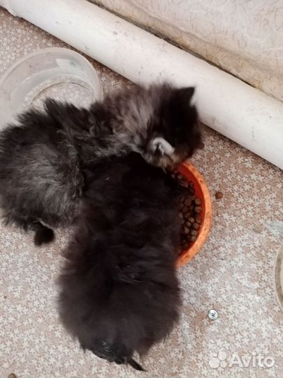Котята бесплатно