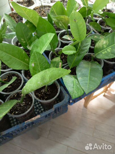 Лимонное дерево