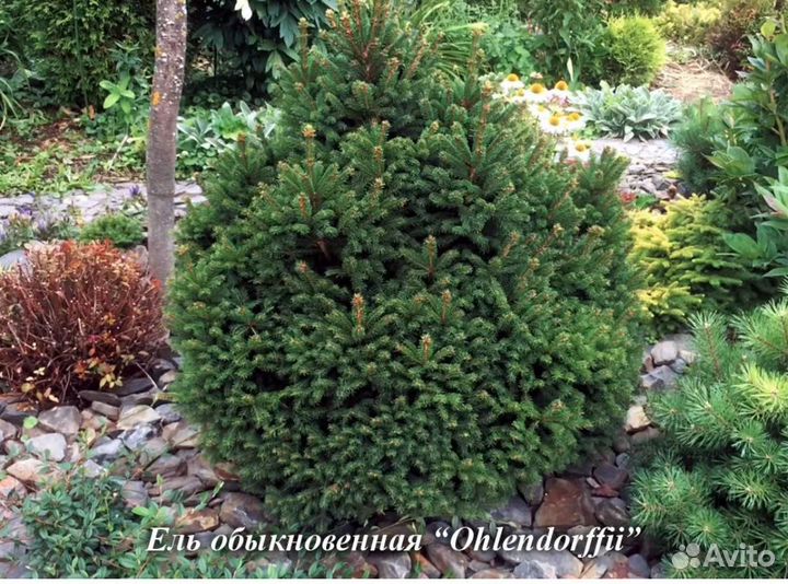 Ели карликов.Олендорфи,Томпа,Вилс Цверг, Литл Джем