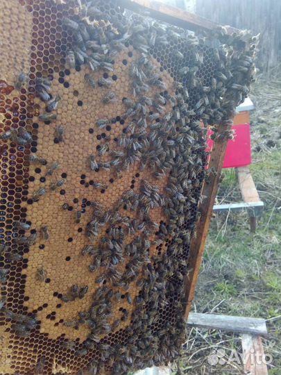 Пчелы среднерусской породы