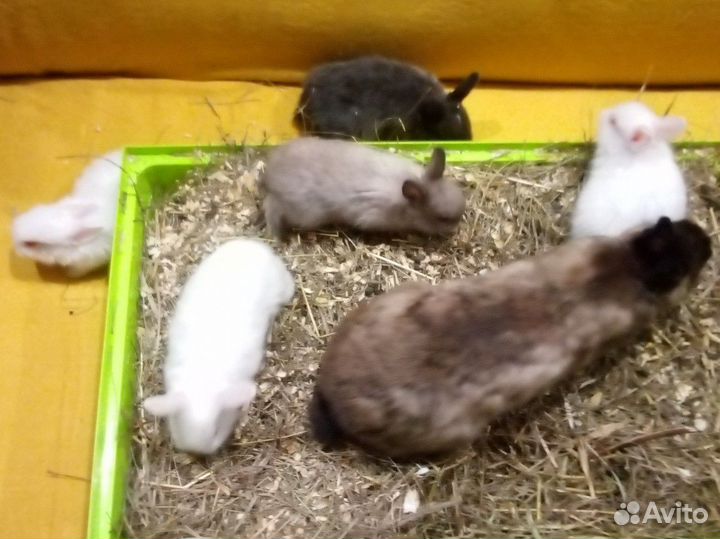 Крольчата редкой породы