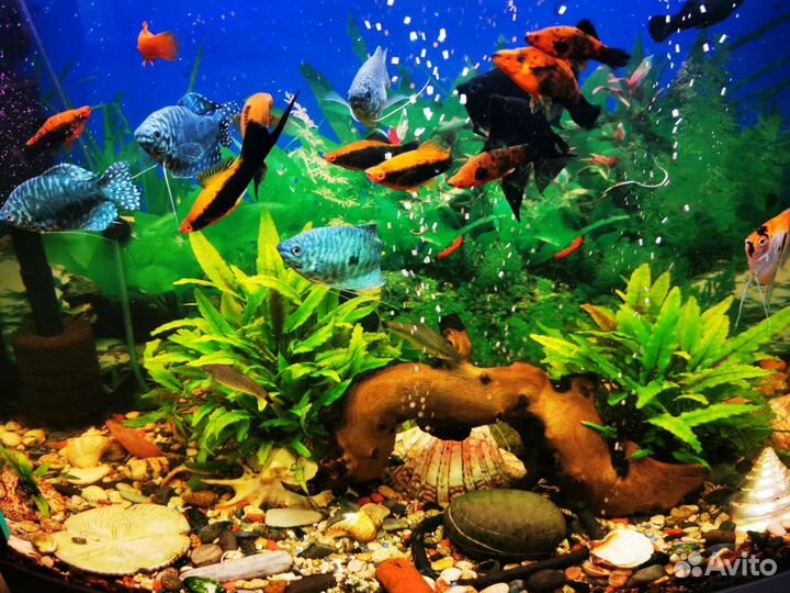 Аквариум 100л с тумбой полный комплект +рыбки