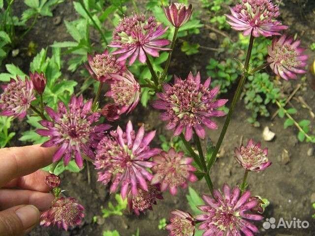 Многолетние садовые цветы