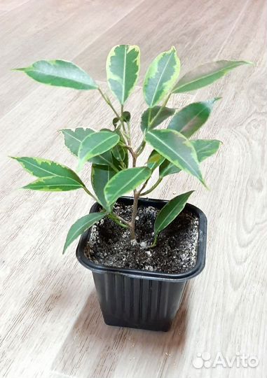 Фикусы разных видов