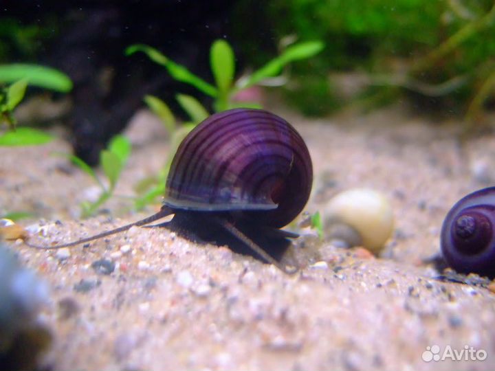 Улитки ампулярии (ассорти)