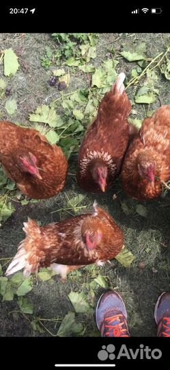 Куры несушки