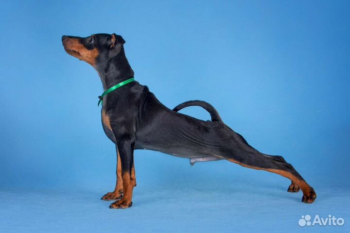 Кобель цвергпинчер щенки