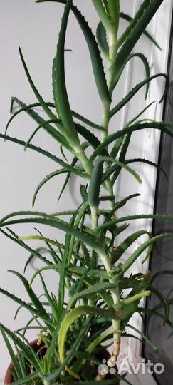 Алоэ столетник