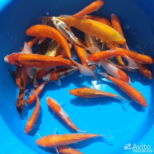 Нимфеи сортовые,кувшинки,водоплавающие лилии.Пруд