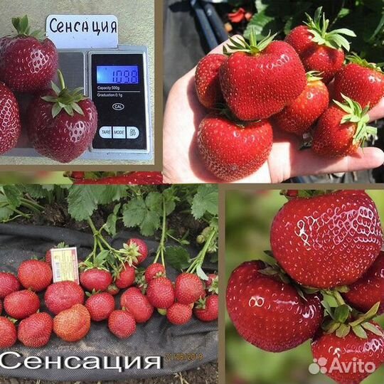 Клубники саженцы : Сенсация,Мурано и Фестивальная