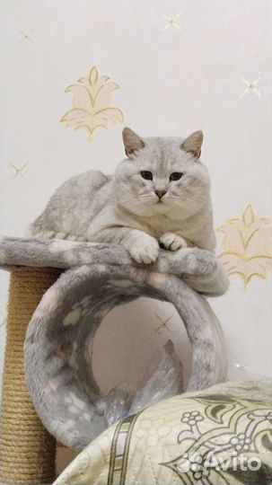 Британец красавец вязка