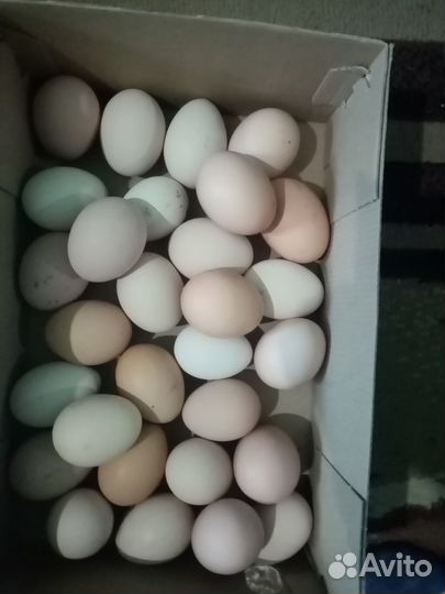 Инкубационное яйцо кур несушек