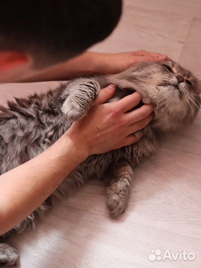 Кот Сёма