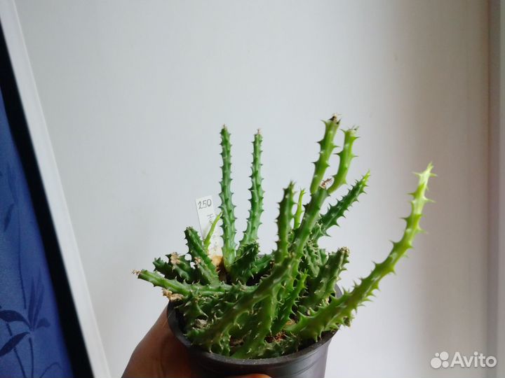 Кактусы и суккуленты Гуэрния Huernia