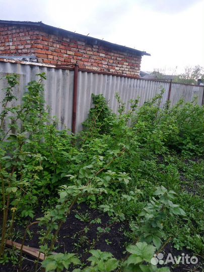 Ремонтантая малина много молодые побеги