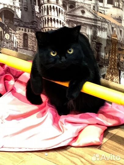 Британская