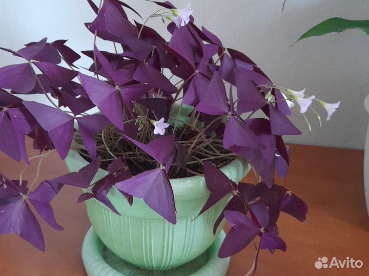 Комнатные цветы