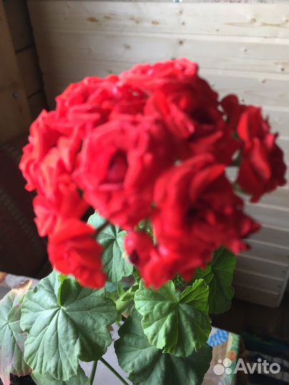 Герань пеларгония