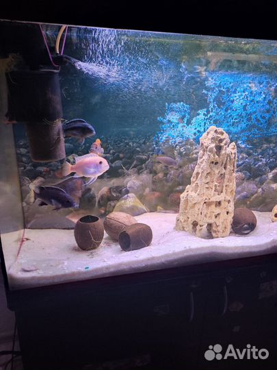 Аквариум с тумбой фильтрами и светом 240 литров