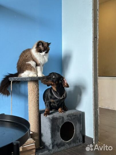 Домик лежанка для кошки