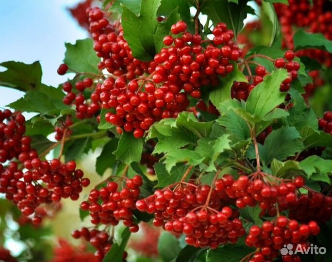 Калина саженцы