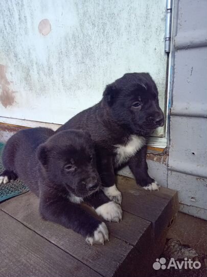 Щенки сао алабай