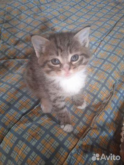 Котята