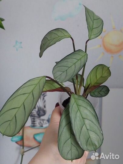 Ктенанта,Сциндапсус, эпипремнум, монстера,фил