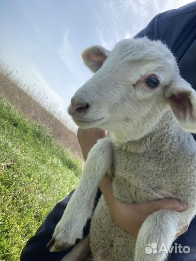 Овцы бараны ягнята