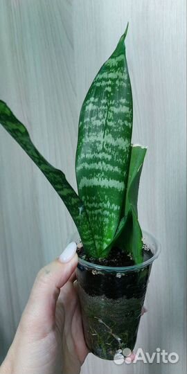Сансевиерия «мото» и кирка