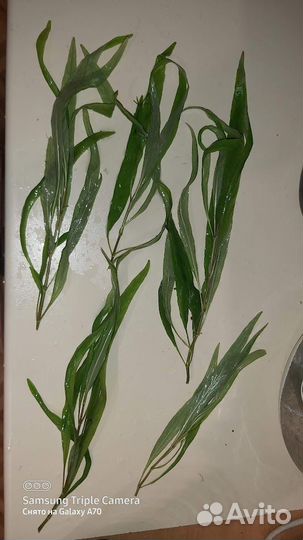 Водоросли для аквриума прополка