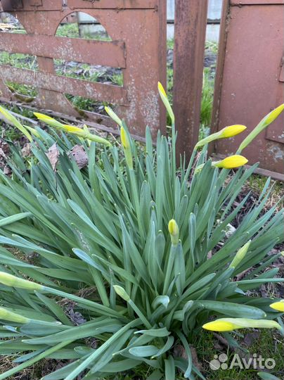 Луковица нарцисса