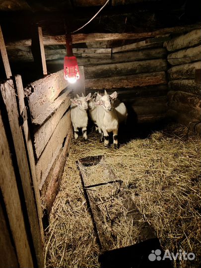 Продаются козы