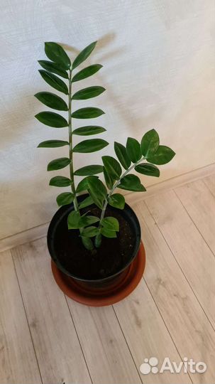 Замиокулькас