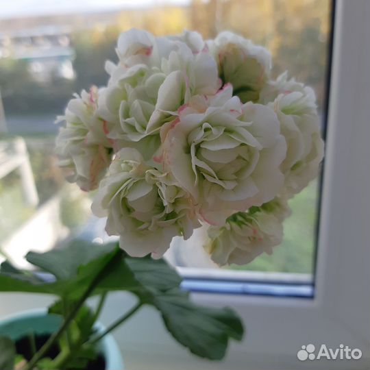 Пеларгония