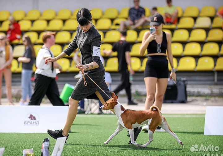 Кобели басенджи для вязок