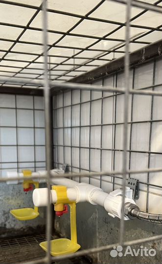 Клеточная батарея для бройлеров