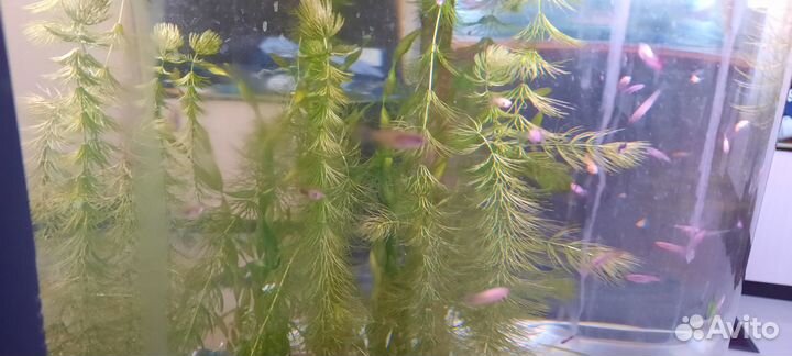 Гуппики метисы