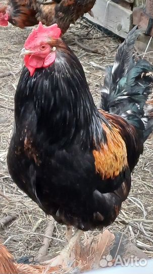 Молодые петухи