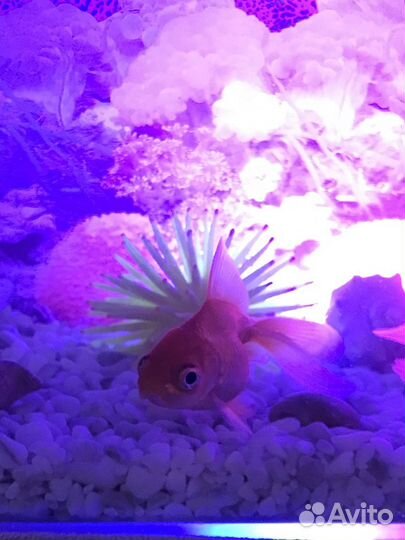 Аквариумные рыбки