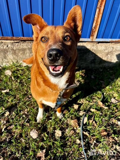 Собака в добрые руки