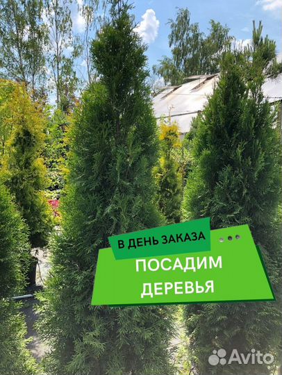 Туя Брабант