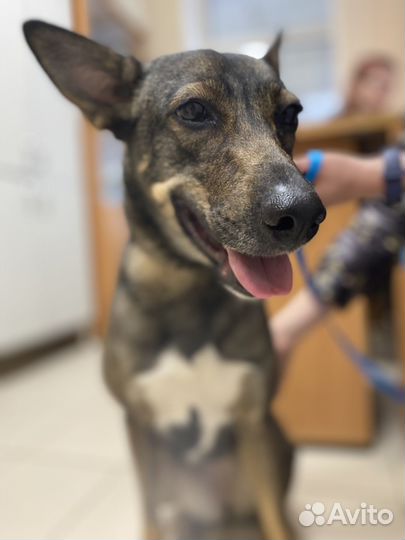 Муся ищет дом